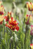 Тюльпан Флэйминг Пэррот (Tulipa Flaming Parrot), 10 шт (разбор 11/12)