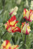 Тюльпан Флэйминг Пэррот (Tulipa Flaming Parrot), 10 шт (разбор 11/12)