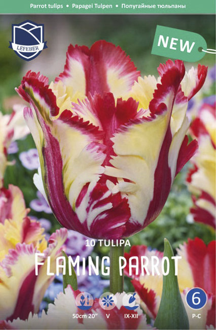 Тюльпан Флэйминг Пэррот (Tulipa Flaming Parrot), 10 шт (разбор 11/12)