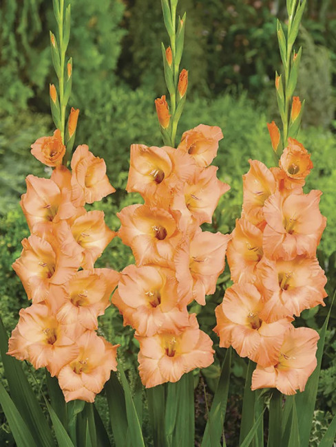 Гладиолус Джорджия Пич (Georgia Peach), 10 шт (разбор 12/14)