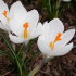 Крокус Жанна д'Арк (Crocus Jeanne d'Arc), 250 шт (разбор 9/10)