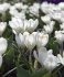 Крокус Жанна д'Арк (Crocus Jeanne d'Arc), 250 шт (разбор 9/10)