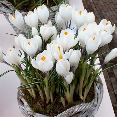 Крокус Жанна д'Арк (Crocus Jeanne d'Arc), 250 шт (разбор 9/10)