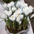 Крокус Жанна д'Арк (Crocus Jeanne d'Arc), 250 шт (разбор 9/10)
