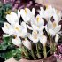 Крокус Жанна д'Арк (Crocus Jeanne d'Arc), 250 шт (разбор 9/10)