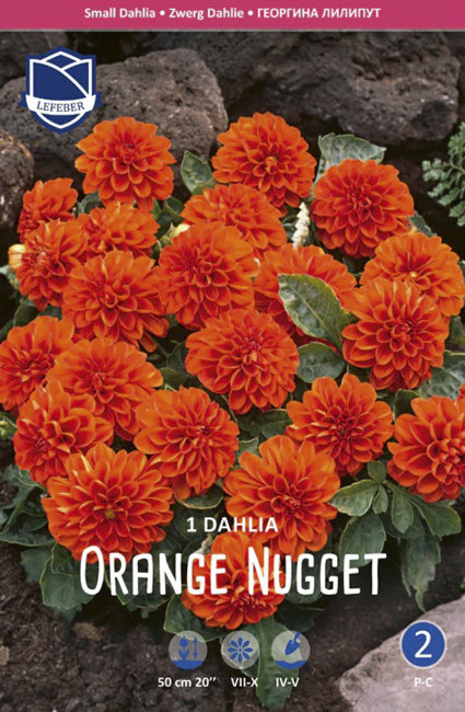Георгина бордюрная Оранж Наггет (Orange Nugget), 1 шт