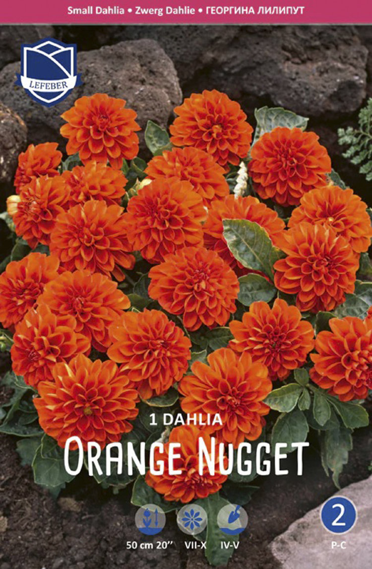 Купить георгина бордюрная оранж наггет (orange nugget), 1 шт по цене 150  руб. в интернет магазине 