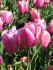tulip-holland-beauty.jpg