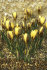 Крокус Джипси Герл (Crocus Gipsy Girl), 25 шт (разбор 5/7)