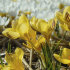 Крокус Джипси Герл (Crocus Gipsy Girl), 25 шт (разбор 5/7)