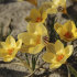 Крокус Джипси Герл (Crocus Gipsy Girl), 25 шт (разбор 5/7)