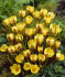 Крокус Джипси Герл (Crocus Gipsy Girl), 25 шт (разбор 5/7)