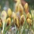 Крокус Джипси Герл (Crocus Gipsy Girl), 25 шт (разбор 5/7)