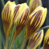 Крокус Джипси Герл (Crocus Gipsy Girl), 25 шт (разбор 5/7)