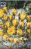 Крокус Джипси Герл (Crocus Gipsy Girl), 25 шт (разбор 5/7)