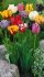 Тюльпан попугайный смесь (Tulipa Parrot Mixed), 10 шт