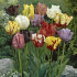 Тюльпан попугайный смесь (Tulipa Parrot Mixed), 10 шт (разбор 11/12)
