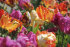 Тюльпан попугайный смесь (Tulipa Parrot Mixed), 10 шт (разбор 11/12)