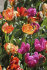 Тюльпан попугайный смесь (Tulipa Parrot Mixed), 10 шт (разбор 11/12)