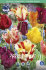 Тюльпан попугайный смесь (Tulipa Parrot Mixed), 10 шт (разбор 11/12)