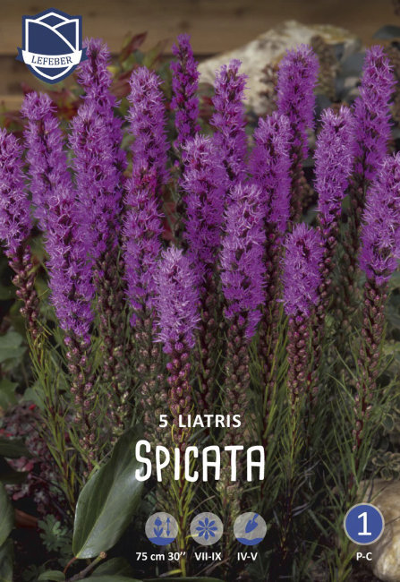 Лиатрис Спиката (Liatris spicata), 5 шт