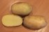Картофель семенной Садон (2 кг)