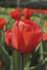 Тюльпан Ред Импрешн (Red Impression), 10 шт (разбор 12/14)