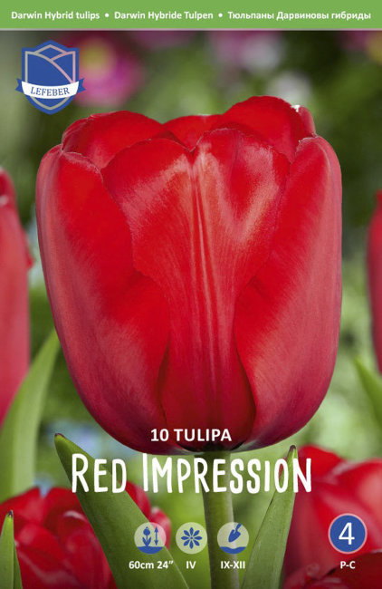 Тюльпан Ред Импрешн (Red Impression), 10 шт (разбор 12/14)