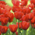 Тюльпан Ред Импрешн (Red Impression), 10 шт (разбор 12/14)
