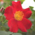 Роза Биненвайде Рот (Bienenweide Rot)