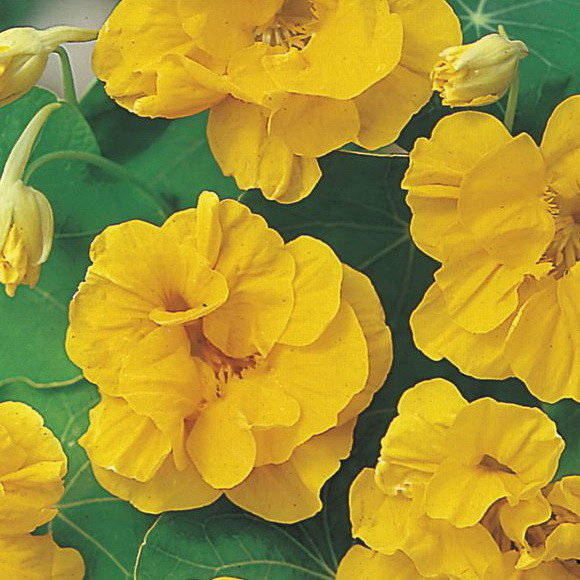 Настурция майская махровая желтая фото в саду