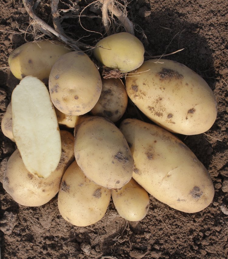  картофель семенной армада (2 кг) по цене 350 руб. в интернет .