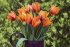 Тюльпан Принцесса Ирен (Tulipa Prinzessin Irene), 10 шт (разбор 11/12)