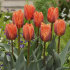 Тюльпан Принцесса Ирен (Tulipa Prinzessin Irene), 10 шт (разбор 11/12)