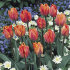 Тюльпан Принцесса Ирен (Tulipa Prinzessin Irene), 10 шт (разбор 11/12)