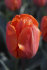 Тюльпан Принцесса Ирен (Tulipa Prinzessin Irene), 10 шт (разбор 11/12)