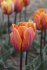 Тюльпан Принцесса Ирен (Tulipa Prinzessin Irene), 10 шт (разбор 11/12)