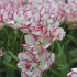Тюльпан Белиция (Tulipa Belicia), 10 шт (разбор 12/14)