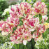 Тюльпан Белиция (Tulipa Belicia), 10 шт (разбор 12/14)