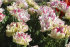 Тюльпан Белиция (Tulipa Belicia), 10 шт (разбор 12/14)