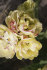 Тюльпан Белиция (Tulipa Belicia), 10 шт (разбор 12/14)