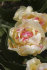 Тюльпан Белиция (Tulipa Belicia), 10 шт (разбор 12/14)