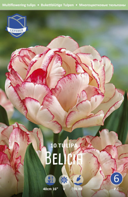 Тюльпан Белиция (Tulipa Belicia), 10 шт (разбор 12/14)