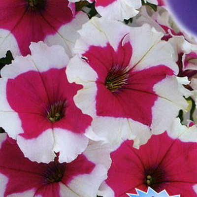 Петуния Пикоти Роза F1 многоцветковая