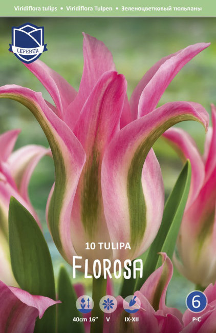 Тюльпан Флороза (Tulipa Florosa), 10 шт (разбор 12/14)
