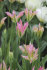 Тюльпан Флороза (Tulipa Florosa), 10 шт (разбор 12/14)