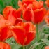 Тюльпан Джаент Оранж Санрайз (Tulipa Giant Orange Sunrise), 5 шт (разбор 16/18!)