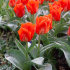 Тюльпан Джаент Оранж Санрайз (Tulipa Giant Orange Sunrise), 5 шт (разбор 16/18!)