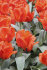 Тюльпан Джаент Оранж Санрайз (Tulipa Giant Orange Sunrise), 5 шт (разбор 16/18!)