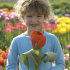 Тюльпан Джаент Оранж Санрайз (Tulipa Giant Orange Sunrise), 5 шт (разбор 16/18!)